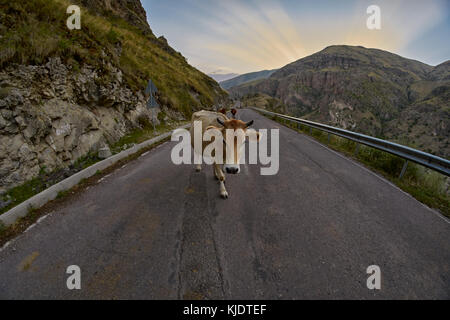 Cows on the mountain road - typical scene when driving in Caucasus mountains Stock Photo