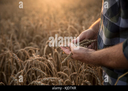 Hands of Caucasian man examining wheat in field Stock Photo