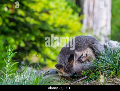 Tangle of Red Cascades Foxes Wrestling Stock Photo
