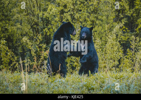 Bears standing in forest Stock Photo