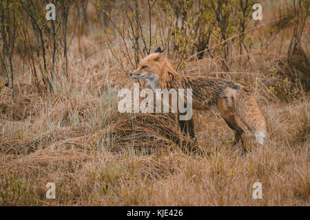 Fox standing in forest Stock Photo