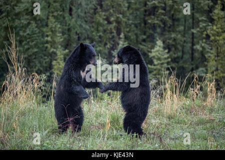 Bears standing in the forest Stock Photo