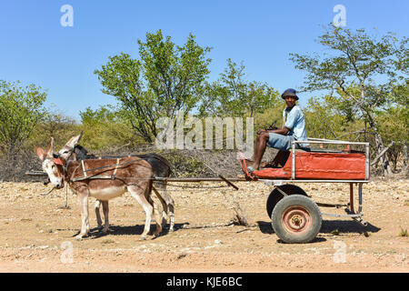 Kunene, Namibia - May 21, 2015: Young african man driving a donkey cart in Kunene, Namibia. Stock Photo