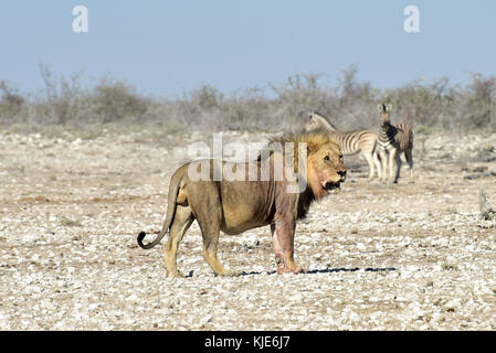 Lion stalking zebra in the Etosha National Park, Namibia. Stock Photo