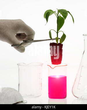 Caucasian scientist placing plant in pink liquid Stock Photo