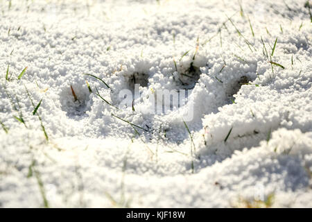 Paw print Stock Photo