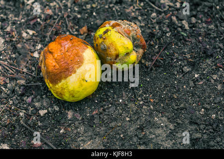 Rotten fallen fruit on the ground Stock Photo