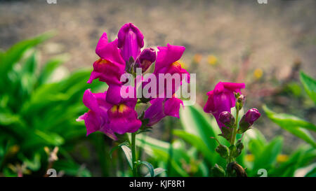 Snapdragon flowers in garden Stock Photo