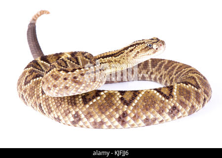 South American rattlesnake, Crotalus durissus durissus Stock Photo