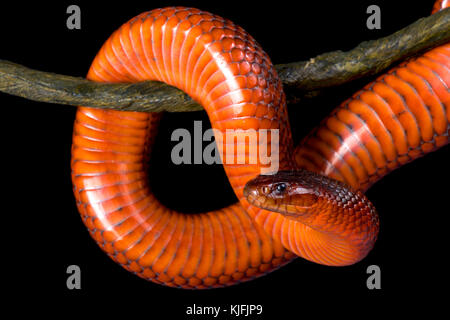 Collets Snake Collett's snake, Pseudechis colletti, Collett's black snake, Collett's ...