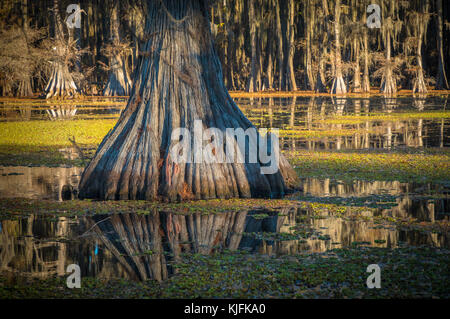 Caddo Lake is a lake and wetland located on the border between Texas and Louisiana. Stock Photo