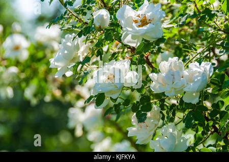 Delicate flowers of white roses on the branches of a bush on the blurry background in sunny day Stock Photo