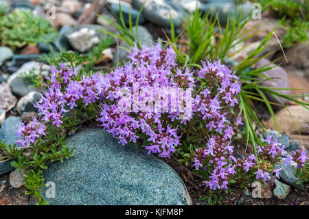 Delicate pink flowers thyme on blurred background grass and stones in the mountains Stock Photo