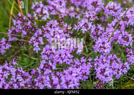 Delicate pink flowers thyme on blurred background grass and stones in the mountains Stock Photo