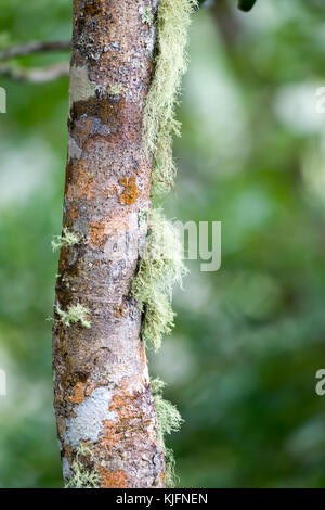 Lichen growing on a tree trunk in the Black River Gorges National Park in Mauritius, Africa. Stock Photo