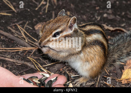 Chipmunk standing and eating seeds and nuts with hands Stock Photo