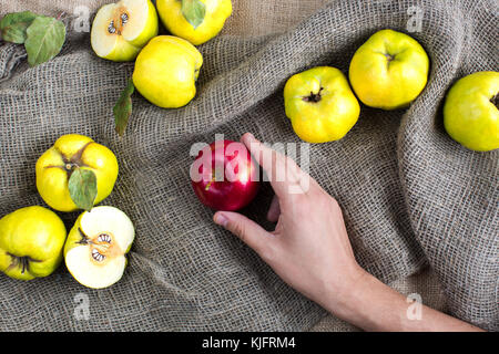 netural products, countryside, crop concept. small arm of young caucasian man holding delicately bright shining red apple that is surrounded by sunny yellow fruits called quinces Stock Photo