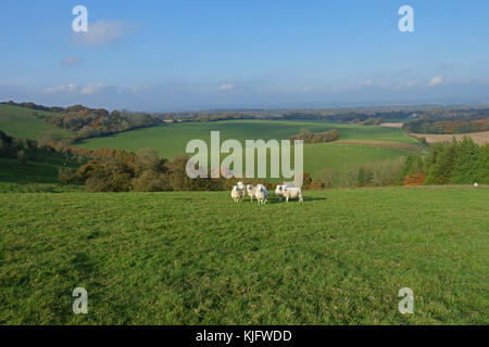 Sheep and autumnal landscape view of West Berkshire from high on the North Wessex Dows near Hungerford, November Stock Photo