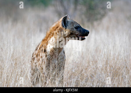 Spotted Hyena (crocuta crocuta) at a kill, South Africa Stock Photo