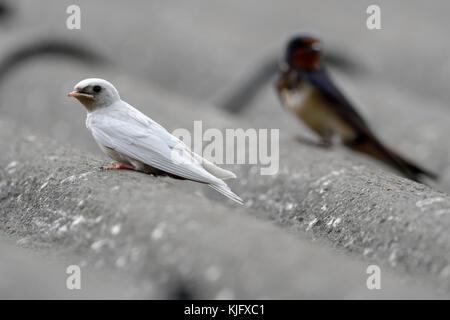 Barn Swallow ( Hirundo rustica ), fledged, gene mutation, white plumage, leucistic, leucism, perched together with adult on a roof, Europe. Stock Photo