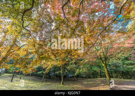 Momiji (Maple tree) Autnum leaves landscape in Arashiyama forest, Kyoto, Japan Stock Photo