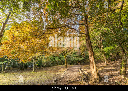 Momiji (Maple tree) Autnum leaves landscape in Arashiyama forest, Kyoto, Japan Stock Photo