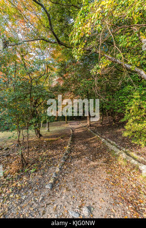 Momiji (Maple tree) Autnum leaves landscape in Arashiyama forest, Kyoto, Japan Stock Photo