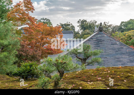 Autumn leaves, Fall foliage of Maple trees (Momiji) at Japanese strolling garden (kaiyu-shiki-teien) of Rokuon-ji, commonly known as Golden Pavilion Stock Photo