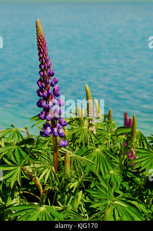 Colorful Lupine flowers with the lake at spring time in New Zealand. Stock Photo