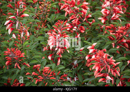 Erythrina crista galli native to South America national flower of Argentina Stock Photo