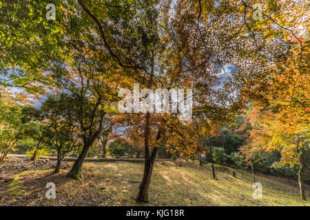 Momiji (Maple tree) Autnum leaves landscape in Arashiyama forest, Kyoto, Japan Stock Photo