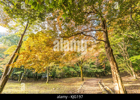 Momiji (Maple tree) Autnum leaves landscape in Arashiyama forest, Kyoto, Japan Stock Photo