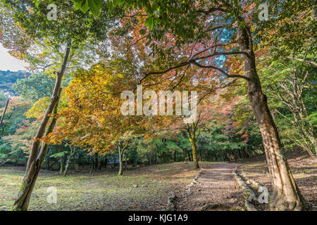 Momiji (Maple tree) Autnum leaves landscape in Arashiyama forest, Kyoto, Japan Stock Photo