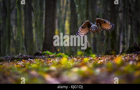 Eurasian eagle owl in flight on ground of natural forest during autumn Stock Photo