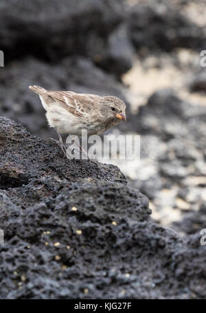 Darwin Finch - a Small Ground Finch, ( Geospiza fuliginosa ), on lava rock, Espanola Island, Galapagos Islands Stock Photo