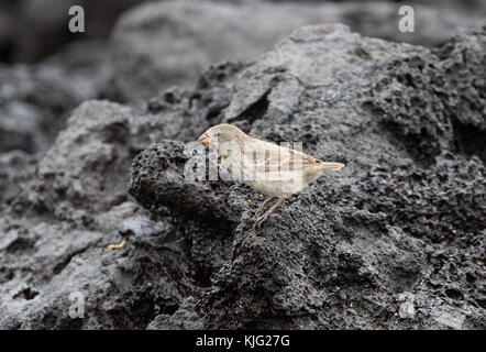 Darwins Finches - a Small Ground Finch, ( Geospiza fuliginosa ), on lava rock, Espanola Island, Galapagos Islands Stock Photo