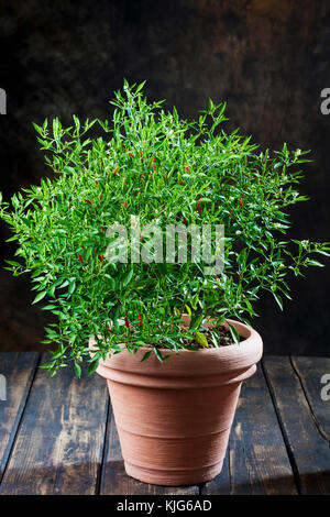 malpighia bonsai Malpighia Bonsai  tropical bonsai with glossy foliage and decorative red  fruits, ideal for indoors  Secret Garden Plant Shop