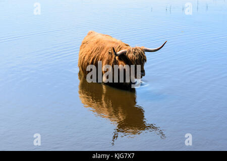 Long-haired highland cattle cooling off in wetlands at RSPB Van Farm Nature Reserve on Loch Leven, Perth and Kinross, Scotland