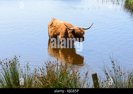 Long-haired highland cattle cooling off in wetlands at RSPB Van Farm Nature Reserve on Loch Leven, Perth and Kinross, Scotland Stock Photo