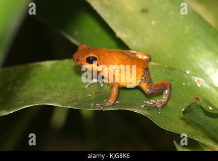 Central American Strawberry poison (dart) frog (Oophaga pumilio, Dendrobates pumilio) - Subspecies Almirante, yellow and blue Stock Photo