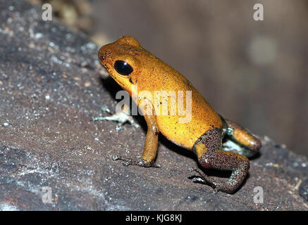 Central American Strawberry poison (dart) frog (Oophaga pumilio, Dendrobates pumilio) - Subspecies Almirante, yellow and blue Stock Photo