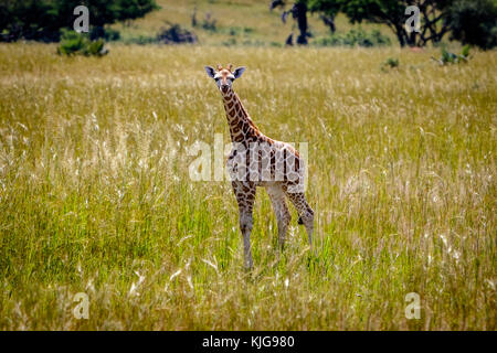 A baby rothschild giraffe in the Murchison Falls national park in Uganda. Too bad this place, lake Albert, is endangered by oil drilling companies Stock Photo