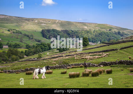Horses near Langthwaite Arkengarthdale Yorkshire Dales national park North Yorkshire