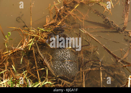 European common brown frog with newly laid eggs at edge of pond Stock Photo