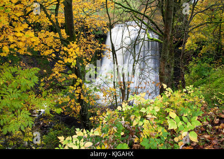 Aysgill Force on Gayle Beck in autumn Sleddale, near Hawes Yorkshire Dales national park North Yorkshire Stock Photo