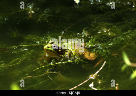 Green frog in water Stock Photo