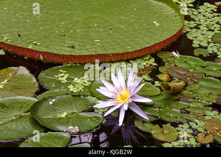 blooming pink water lily with lily pads and leaves in garden pond Stock Photo