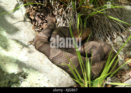 Northern copperhead snake on rock in Blue Ridge Mountains, Virginia, USA Stock Photo