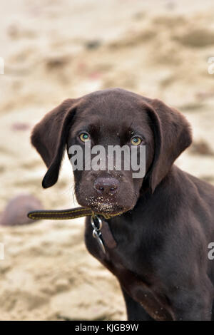 A labradinger or springador puppy dog looking at something that has ...