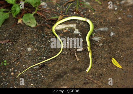 Dead green snake on the ground, Virginia, USA Stock Photo